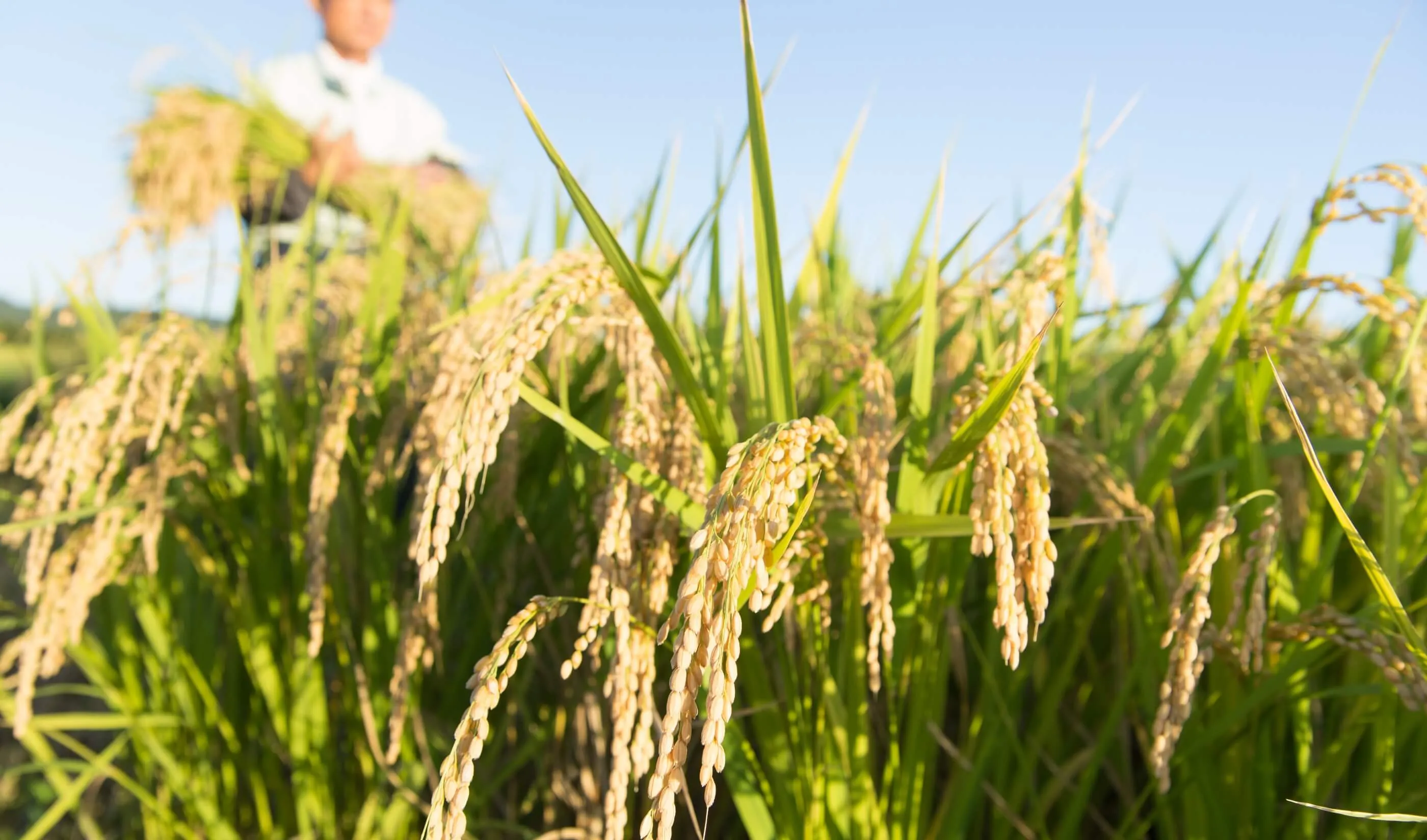 百姓一家について